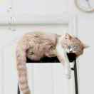 懒懒的猫