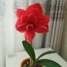 刘苏