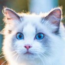 高爽（数学老师）