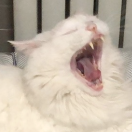 LiN