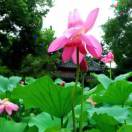杨荷芳