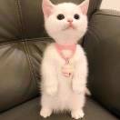 杨思敏