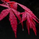 一夜秋雨