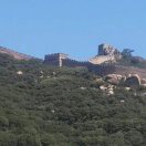 杨春