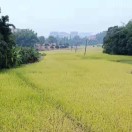 冯名新