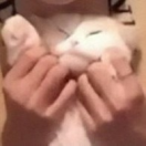 Little Sheep