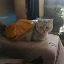 穿鞋的猫