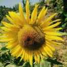 杨林湖养殖专业合作社