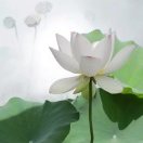三人行组合