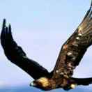 flybird4886's Avatar