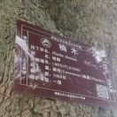 无语花开