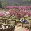 青松岭十19772290十5度