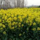 美好的明天66150