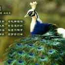 千家底软木