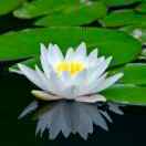 芳