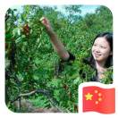 沾化冬棗??招代理