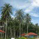 Linn