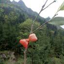 福建美元