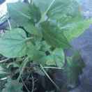 人生漫漫路18463