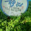 顺其自然