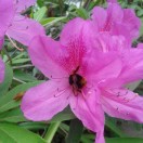 三棵树（标记）