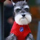 奥威狮整装定制一甘继真