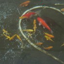 河南灵宝木业商麻先生