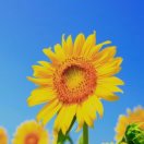 🌻🌻