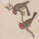 两只黄鹂鸣翠柳