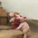 如朵如穗