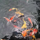 李平151