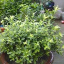 为民家政服务中心