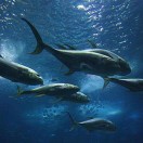 我是我自己74342