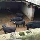 猪猪侠，娄彦峰