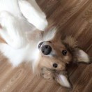 奈菇兒