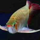 随遇而安（龙）