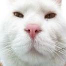 ywsi's Avatar