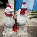 文晓辉~晓鸣苗鸡18995100819