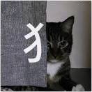 甲基苯丙胺