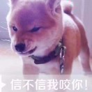 大猫的头像