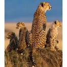 万事随缘任安强