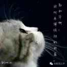 爱拾掇小猫｛翼然｝