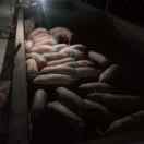 人心换不来人心