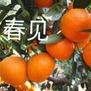 羅家村鐘其樹，知足就好??！