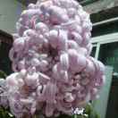 i771202502菊花