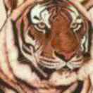 wh12996's Avatar