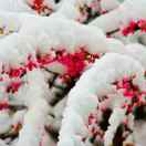 梅花香自苦寒来