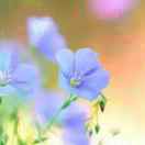 江山如此多娇44495