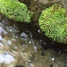water's Avatar