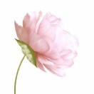 师若楠